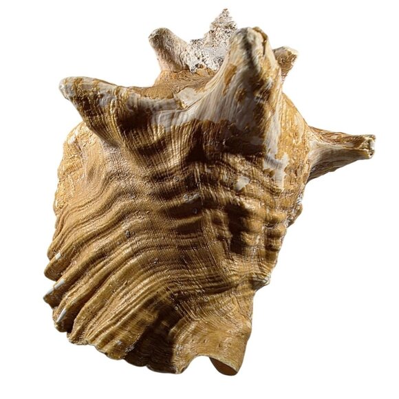 Conch Sea Shell Large Natural Brown White beach house vacation nautical ocean - Picture 4 of 7